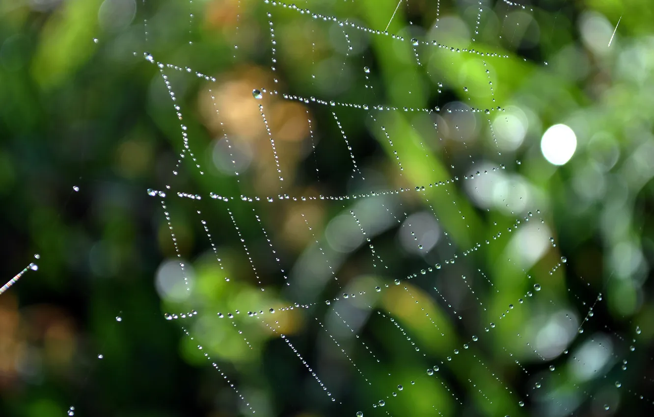 Фото обои капли, макро, сетка, сеть, пауки, паутина, засада, ловушка