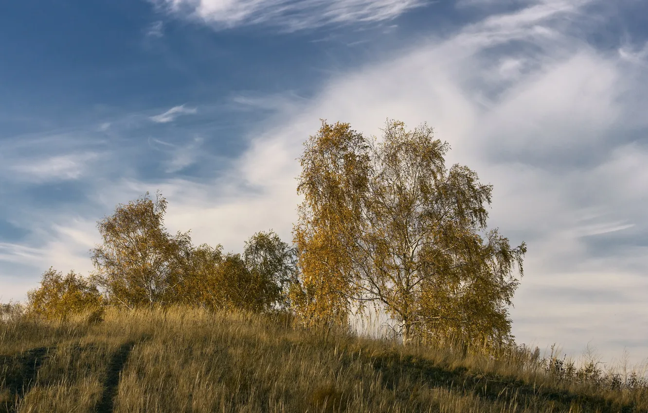 Фото обои поле, осень, пейзаж, дерево