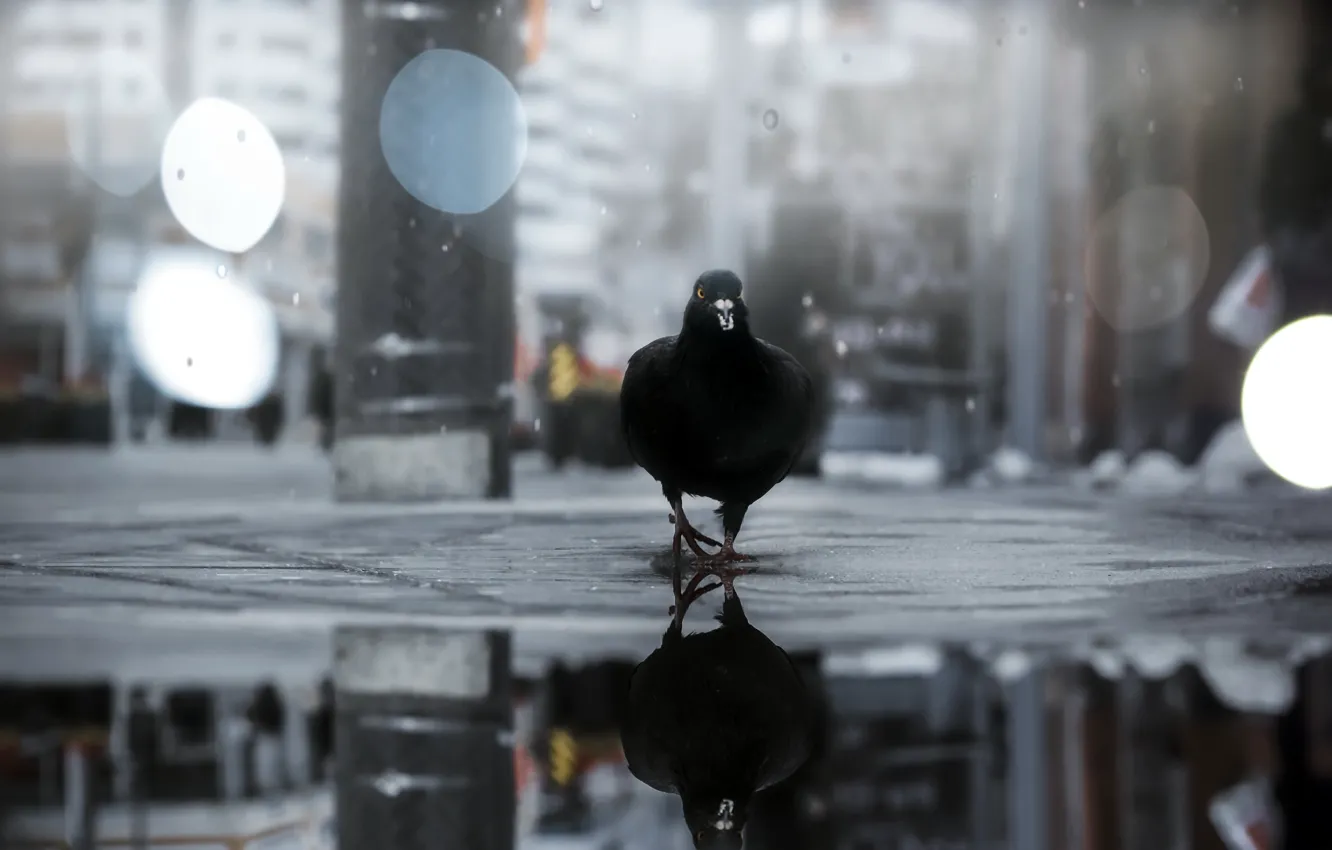 Фото обои город, птица, улица