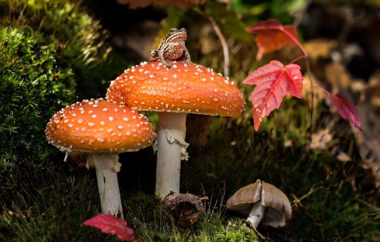 Фото обои грибы, мох, лягушка, мухомор