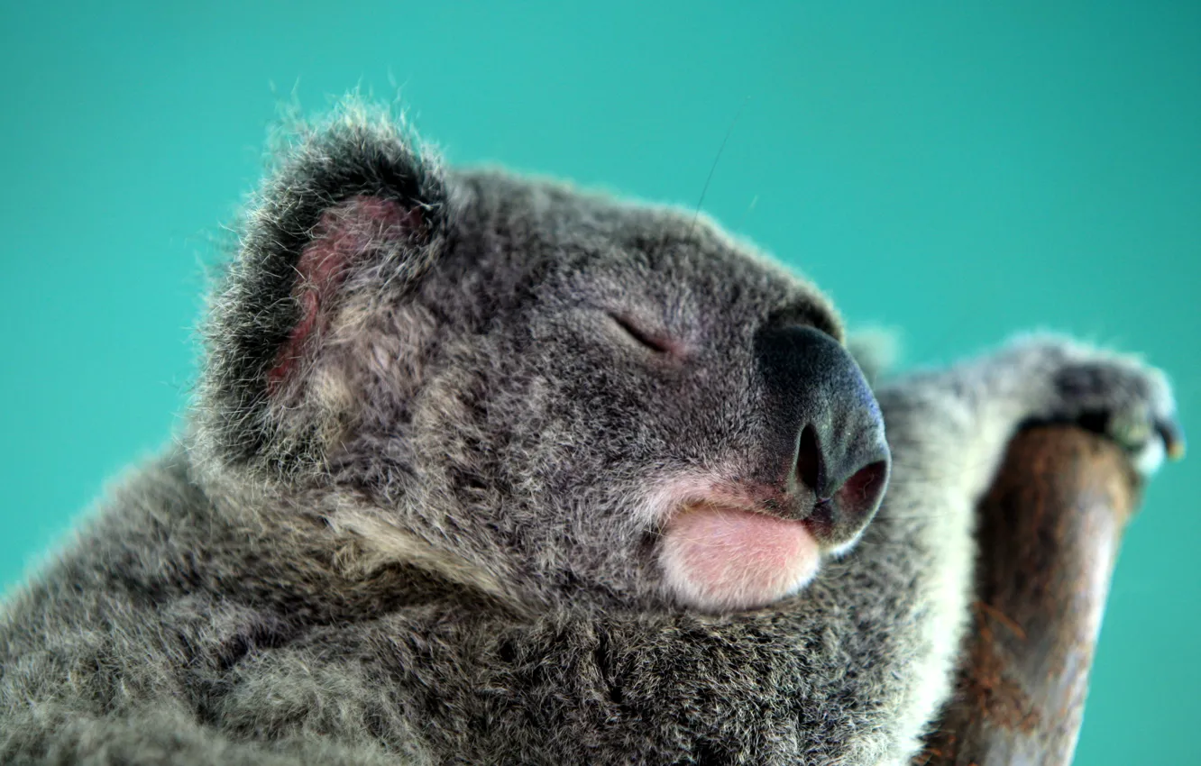 Фото обои сон, австралия, коала, травоядное, сумчатое