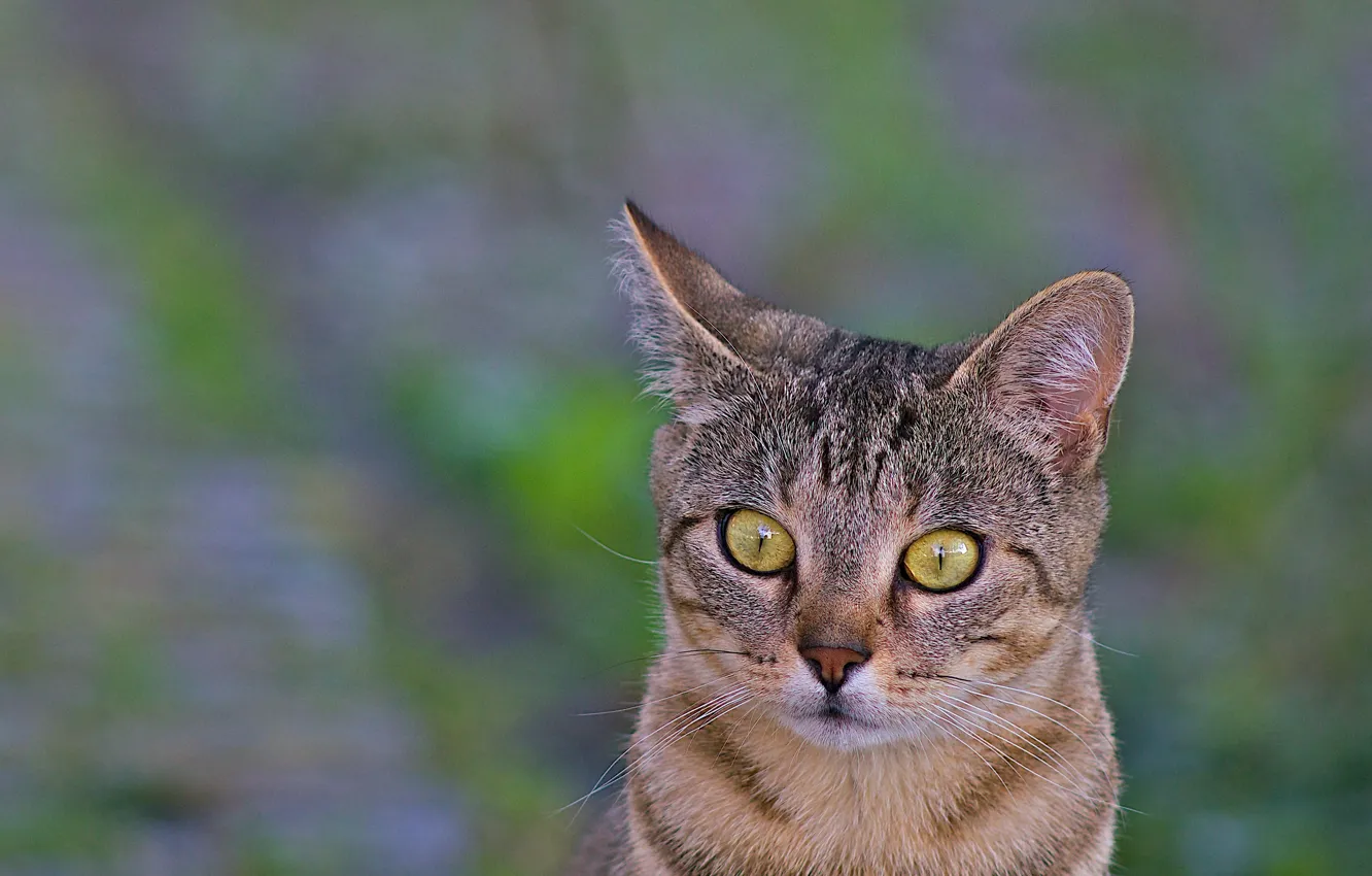 Фото обои кот, взгляд, макро, фон, животное, уши, зеленые глаза