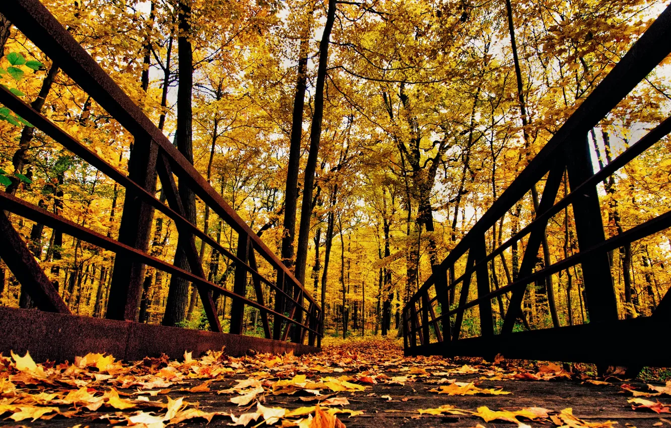 Фото обои осень, лес, листья, деревья, парк, перила, мостик