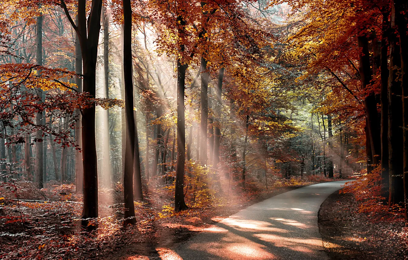 Фото обои осень, лес, листья, солнце, деревья, парк, путь, тени