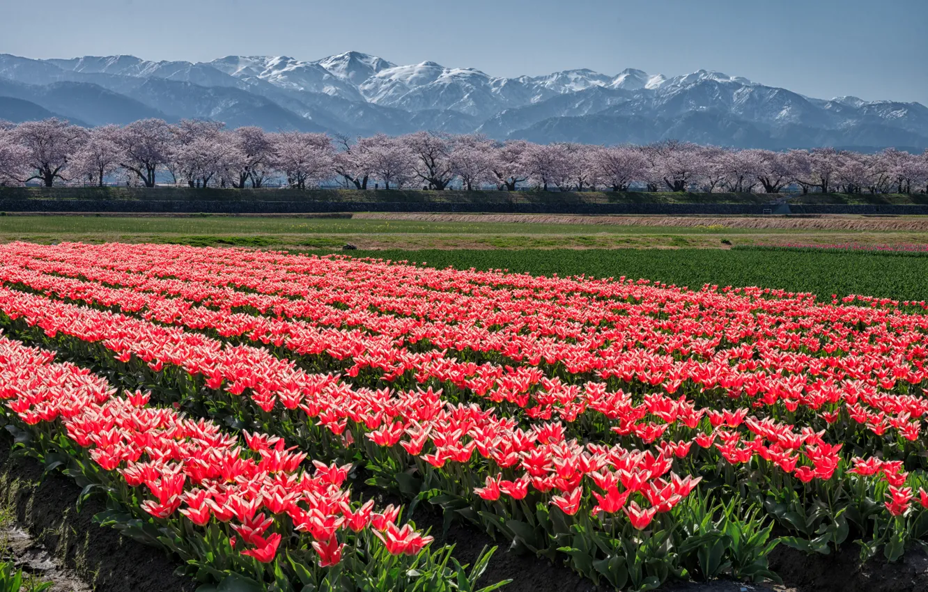 Фото обои горы, весна, Азия, тюльпаны, красные, плантация