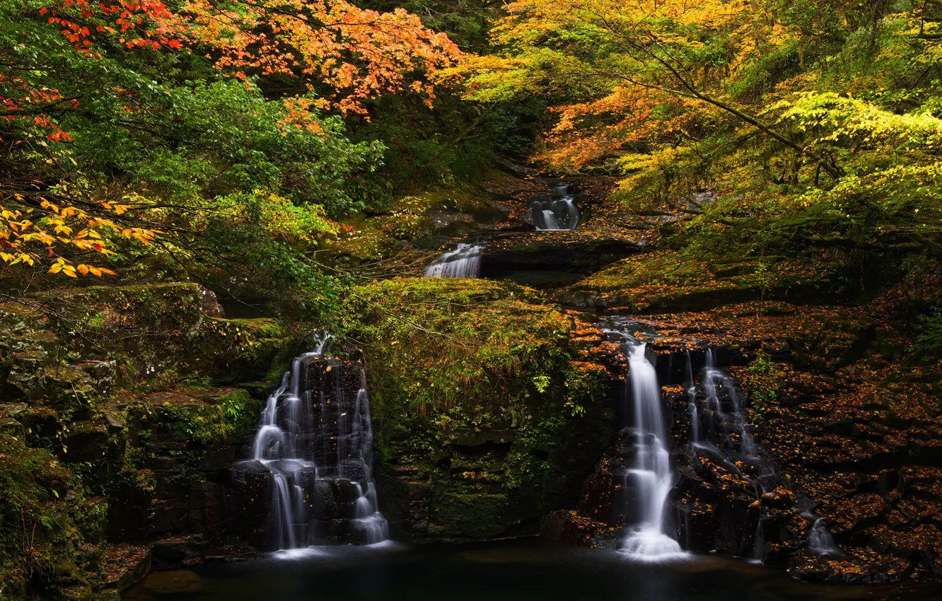 Фото обои осень, лес, листья, ветки, листва, яркие, водопад