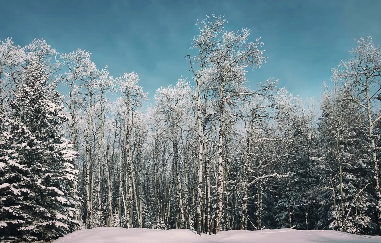 Фото обои зима, лес, берёзы