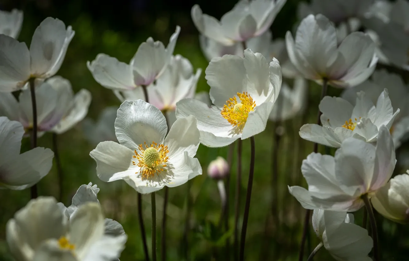 Фото обои весна, лепестки, белые, Анемоны, Ветреница