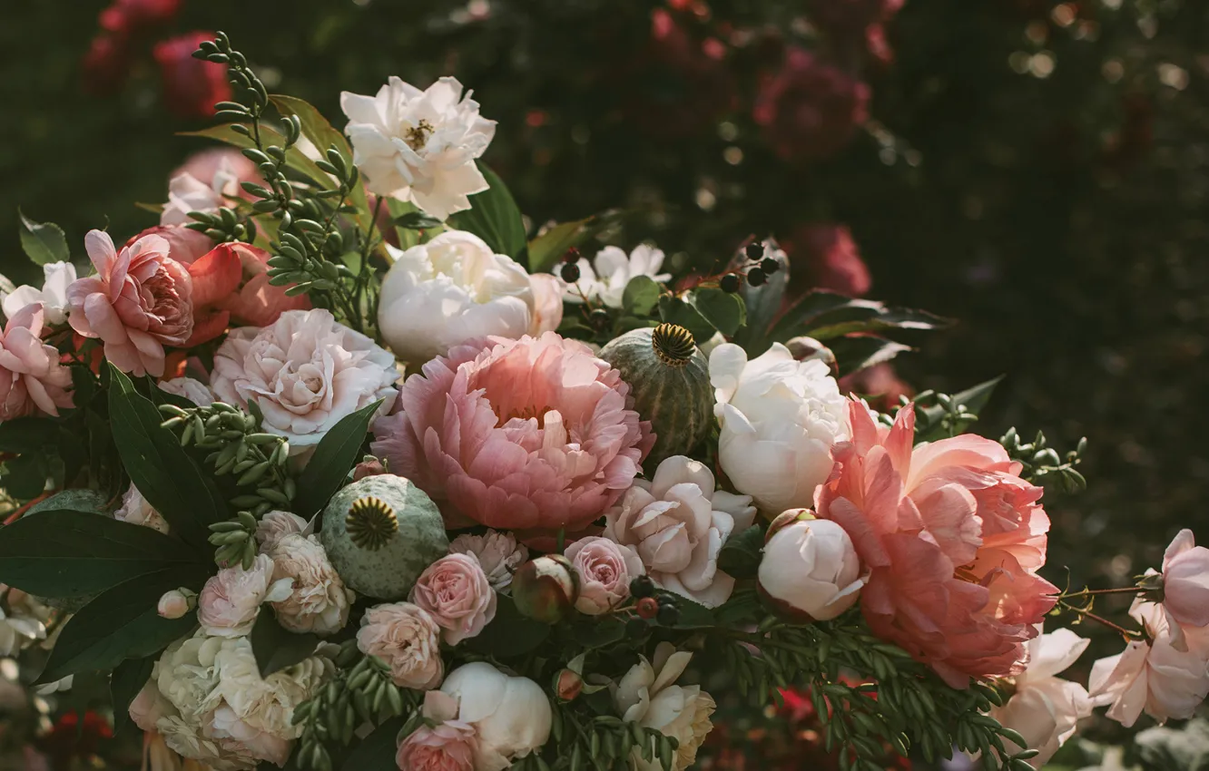 Фото обои цветы, розы, Anita Austvika
