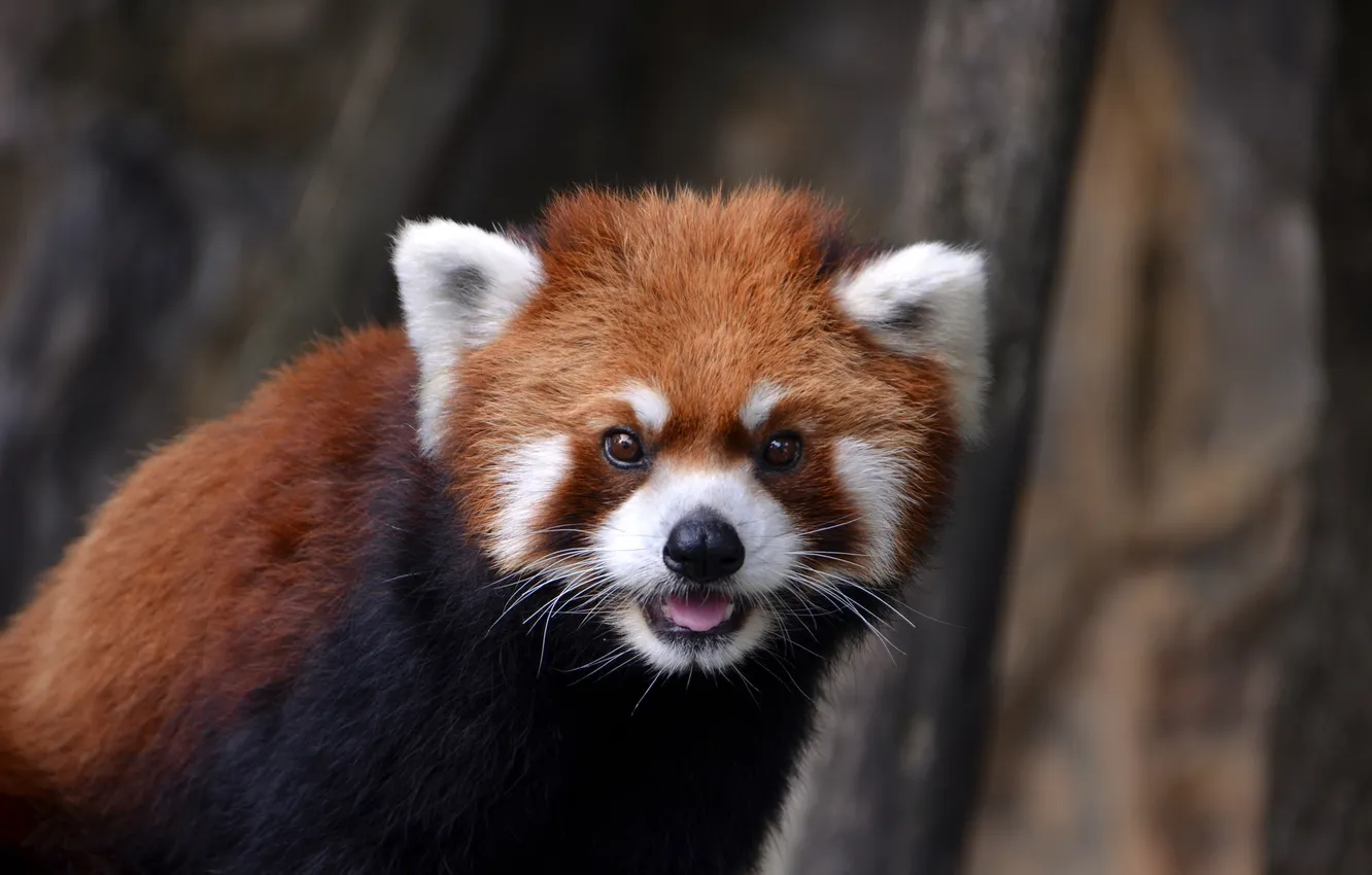 Фото обои глаза, шерсть, панда, firefox, мордашка, красная, малая