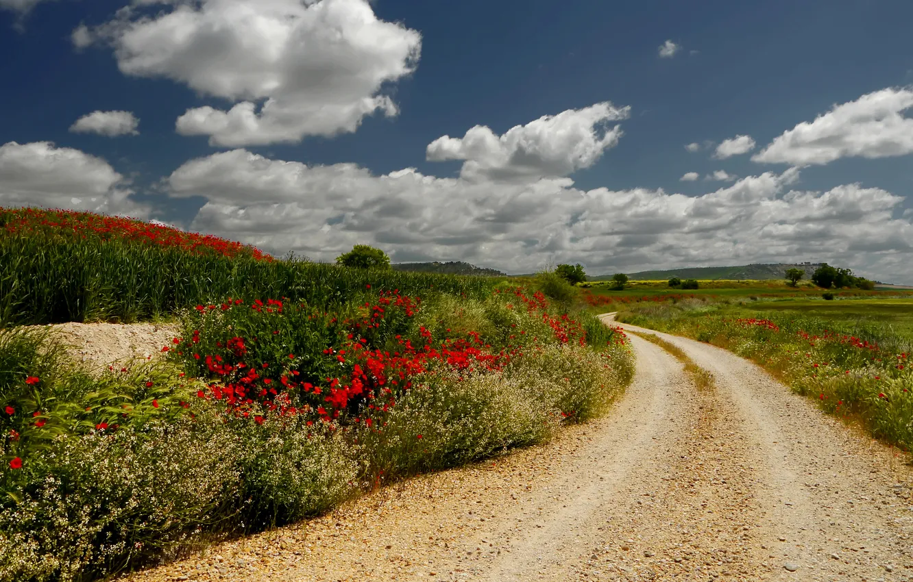 Фото обои дорога, небо, облака, деревья, цветы, холмы, растения