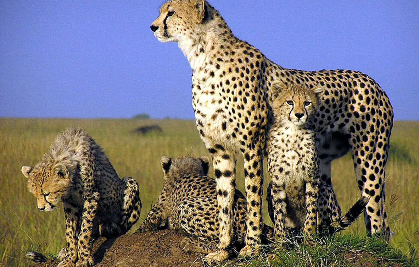 Фото обои africa, wildlife, cheetah, cubs, SPEED, aNIMAL