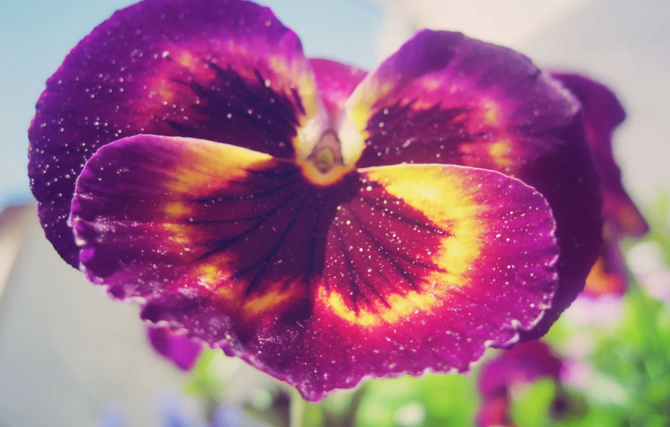 Фото обои цветок, фиолетовый, макро, цветы, природа, сад