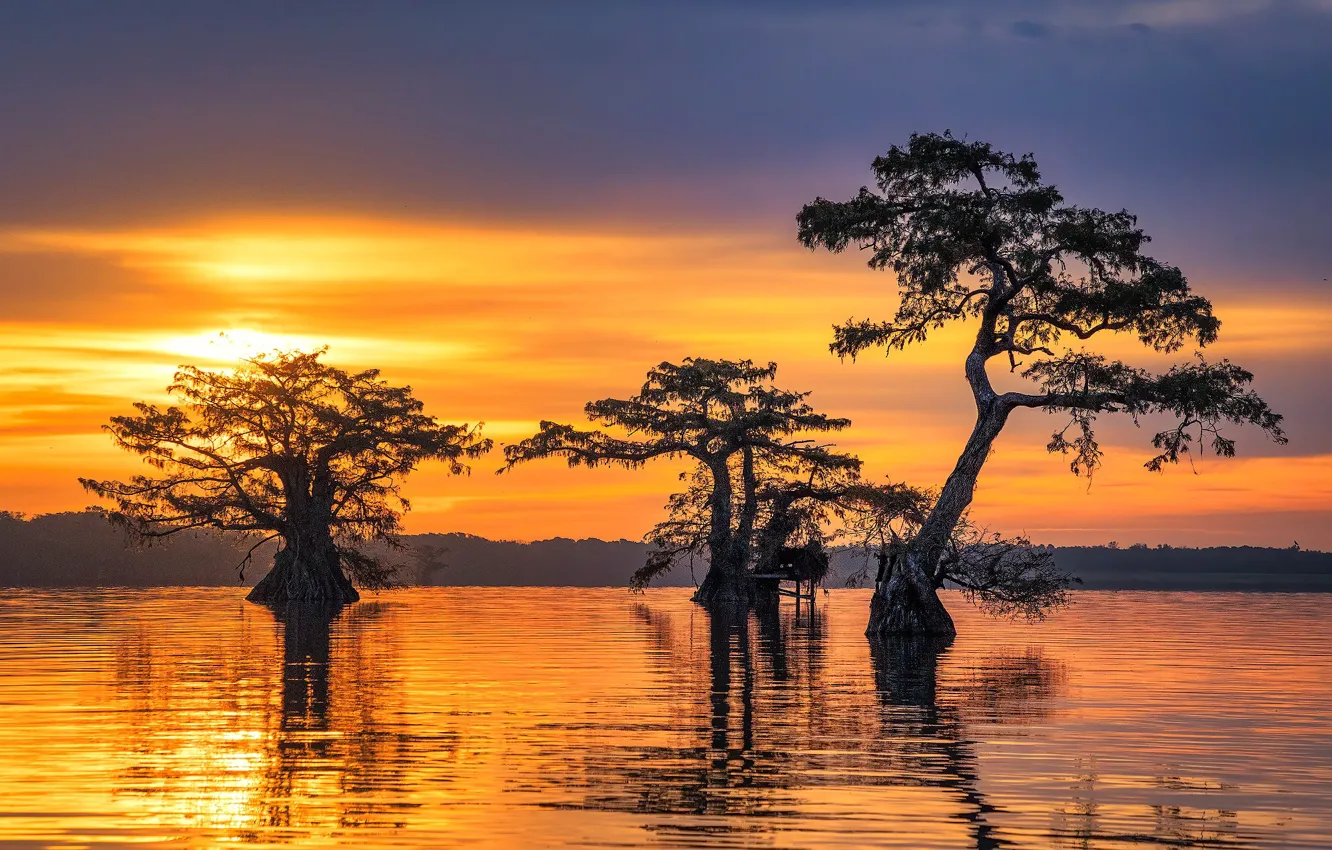 Фото обои sunrise, trio, swamp, cypress trees