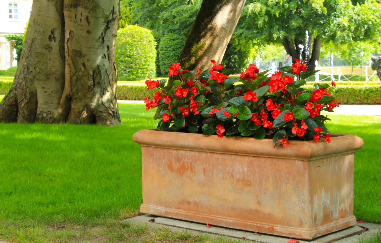 Фото обои red, flower, flowerpot