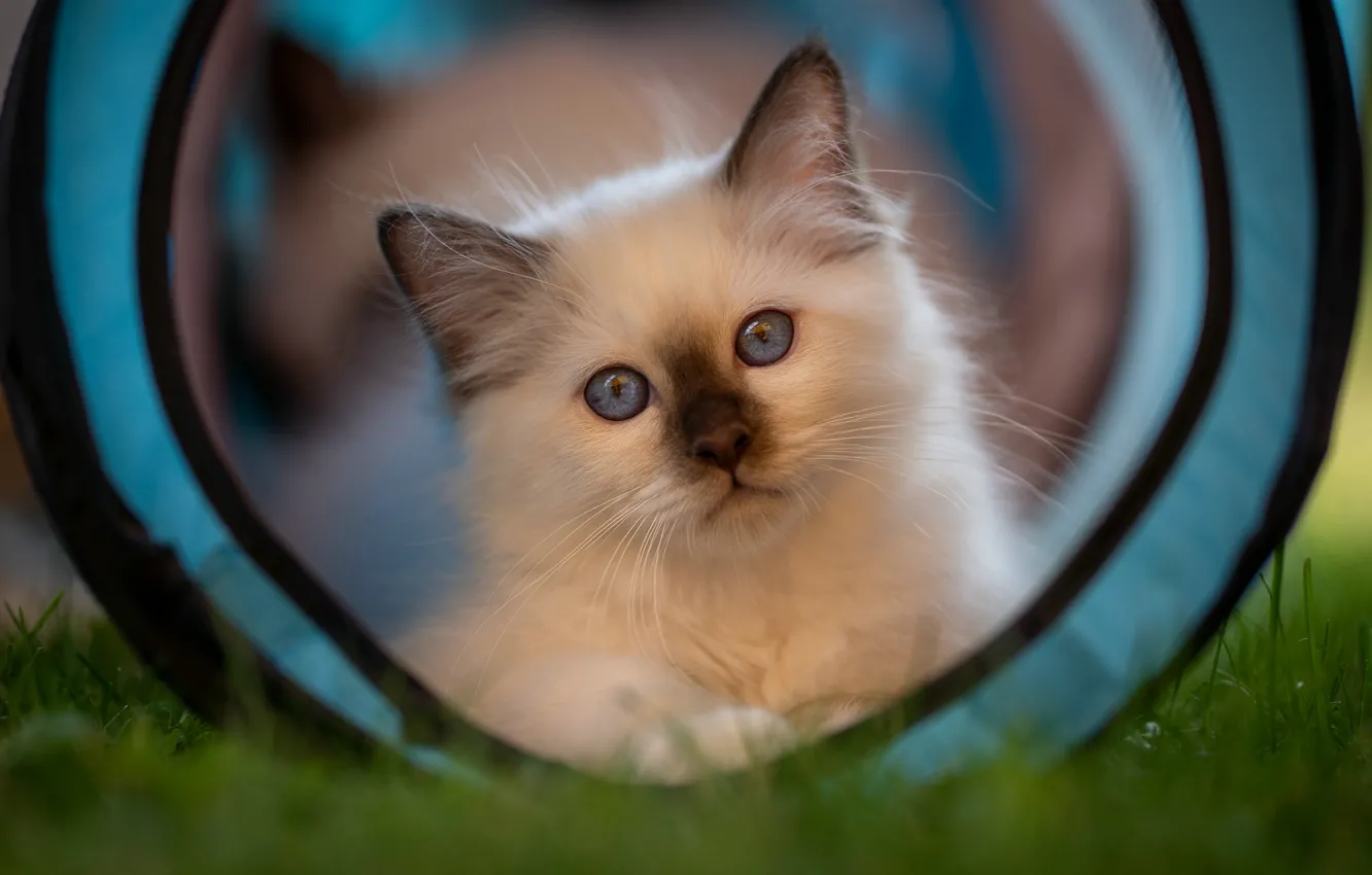 Фото обои кошка, лето, трава, кот, взгляд, природа, котенок, корзина