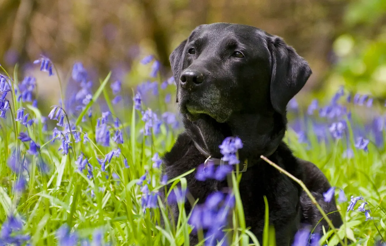 Фото обои цветы, собака, колокольчики, Лабрадор-ретривер