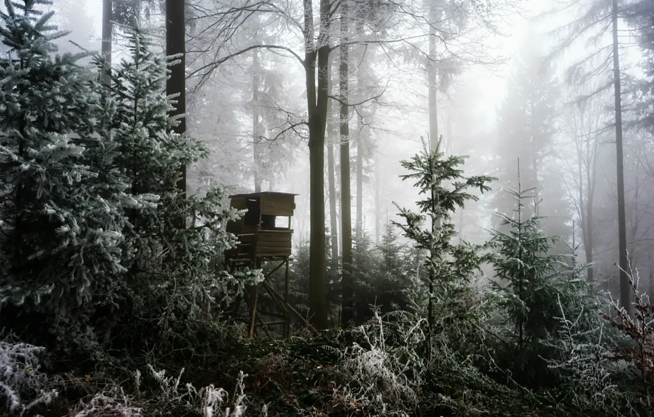 Фото обои зима, лес, туман, вышка