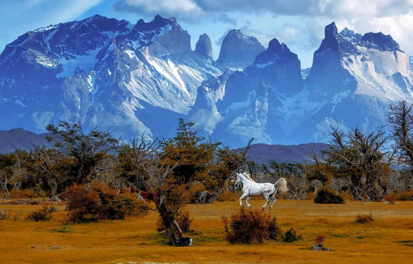 Фото обои белый, деревья, горы, природа, конь, лошадь, вершины, бег