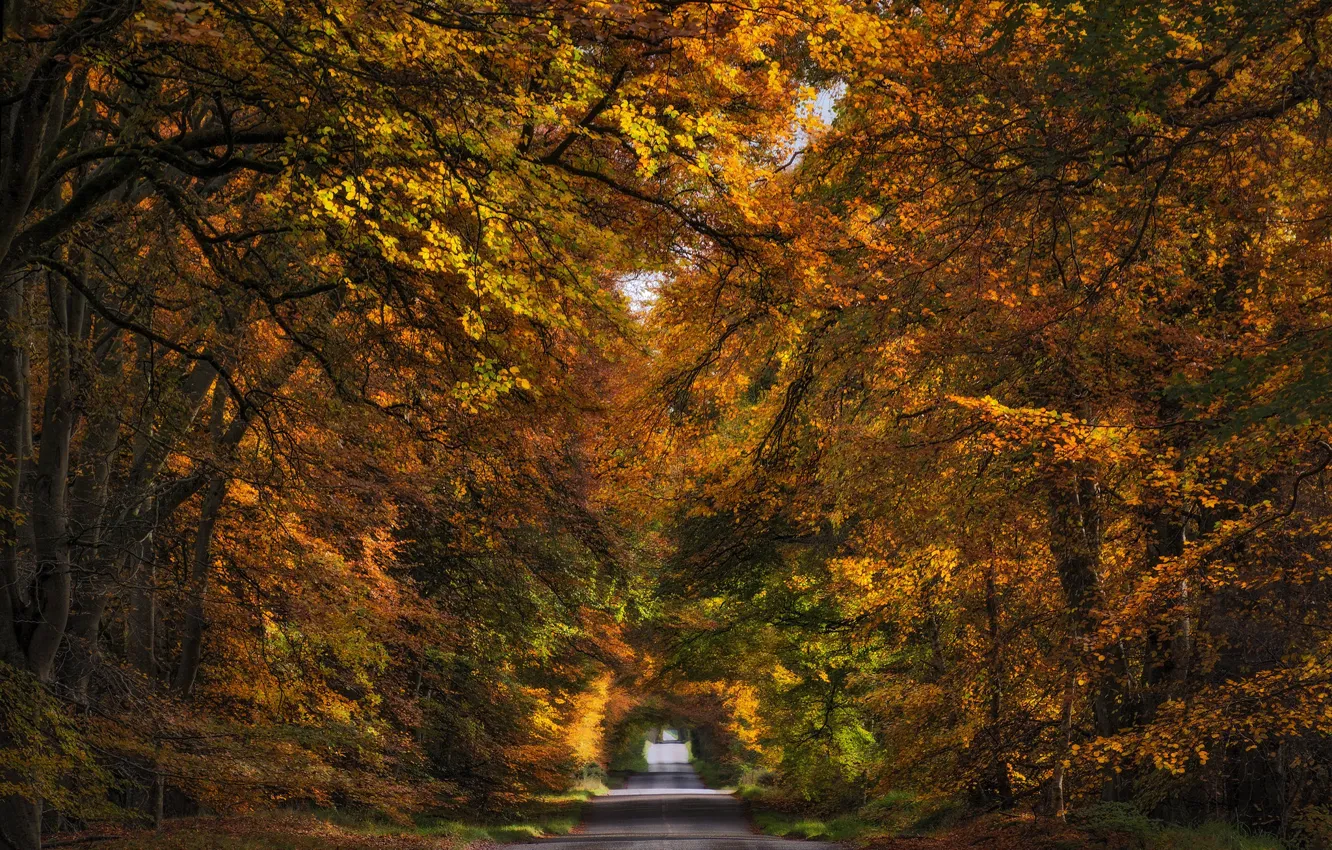 Фото обои дорога, осень, лес, деревья, природа, парк, ветви, листва