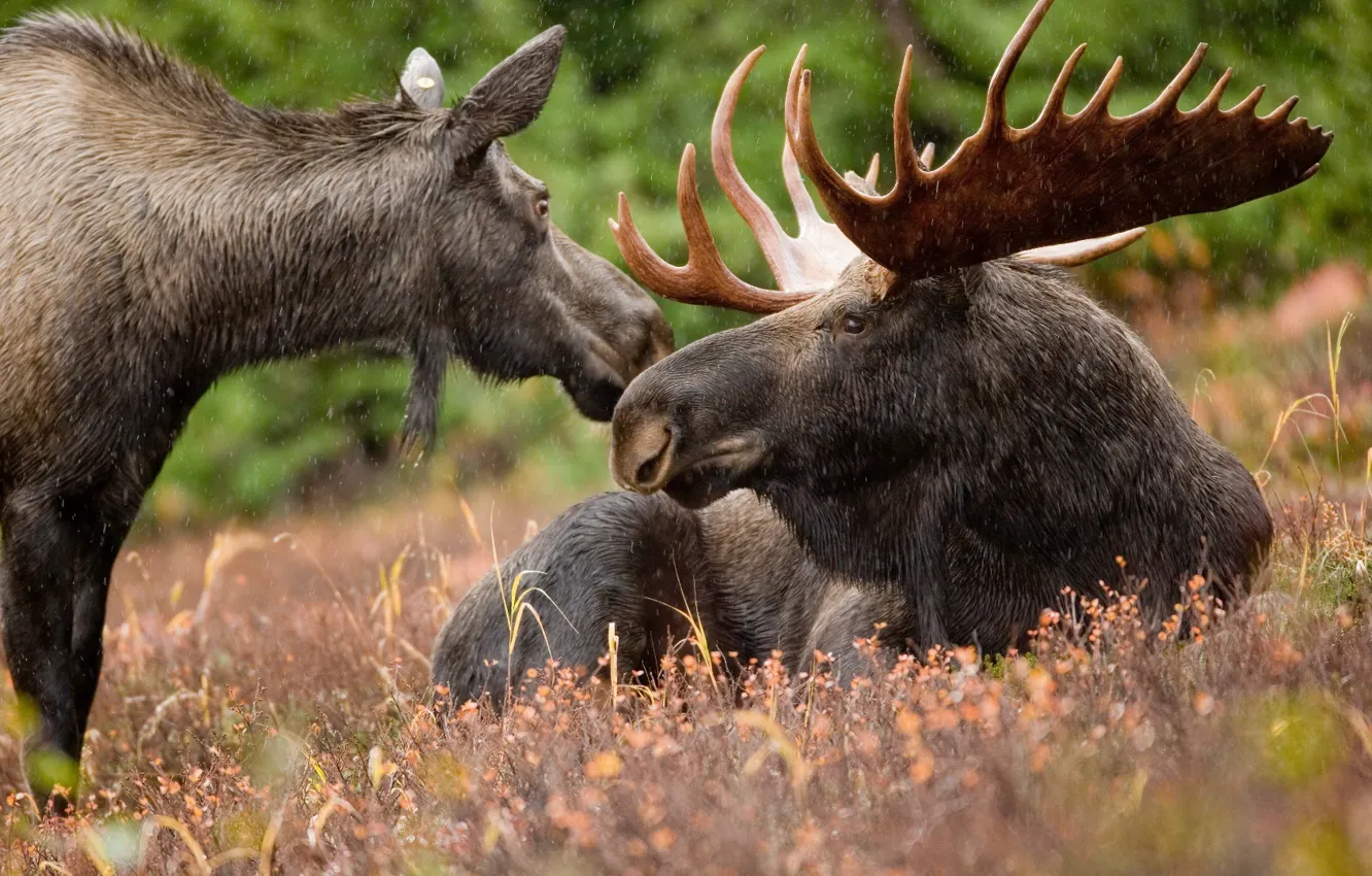 Фото обои animals, wildlife, Alaskan, two black deers on brown grass field during daytim