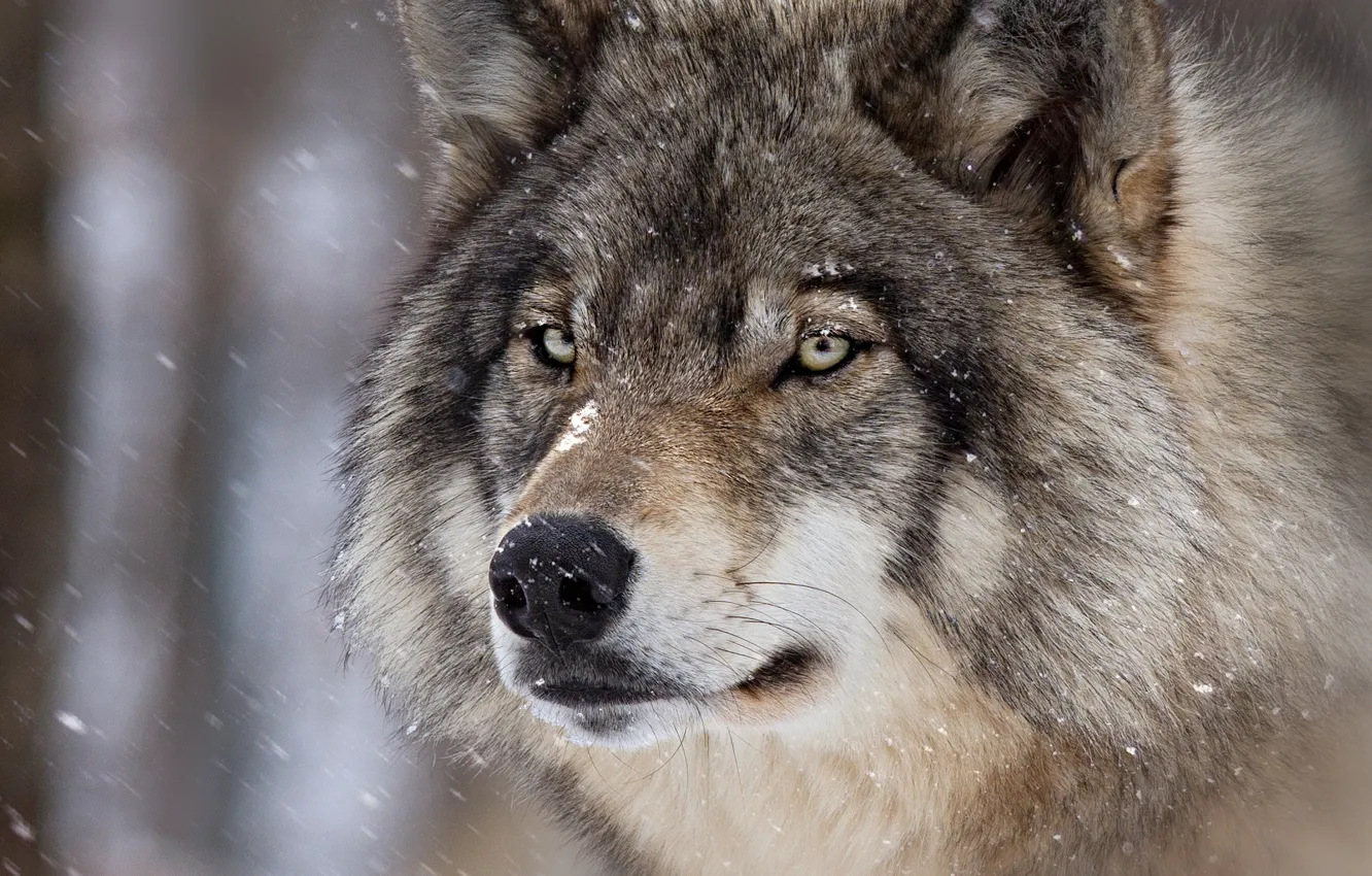 Фото обои зима, взгляд, морда, снег, крупный план, серый, фон, волк