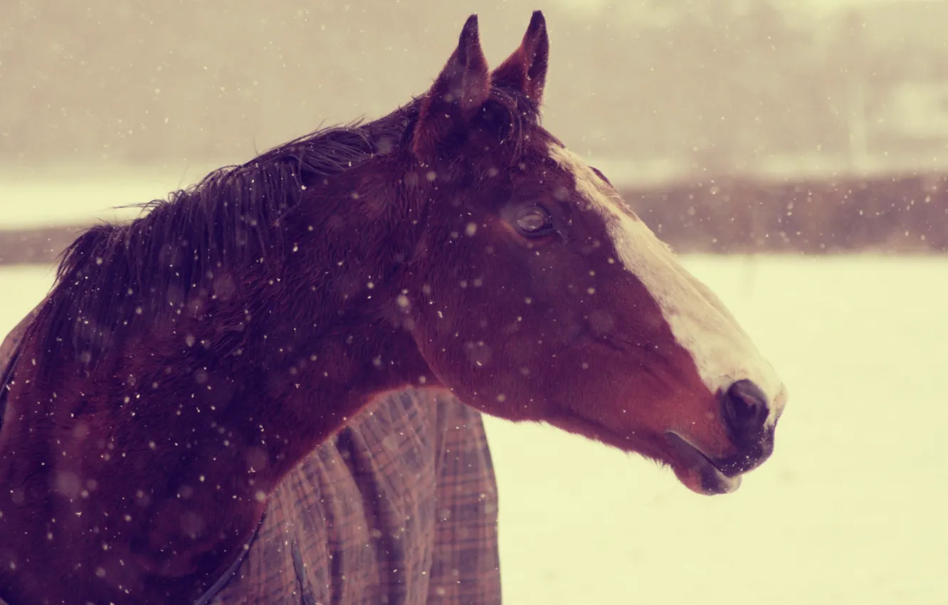 Фото обои зима, животные, морда, снег, фон, конь, обои, лошадь
