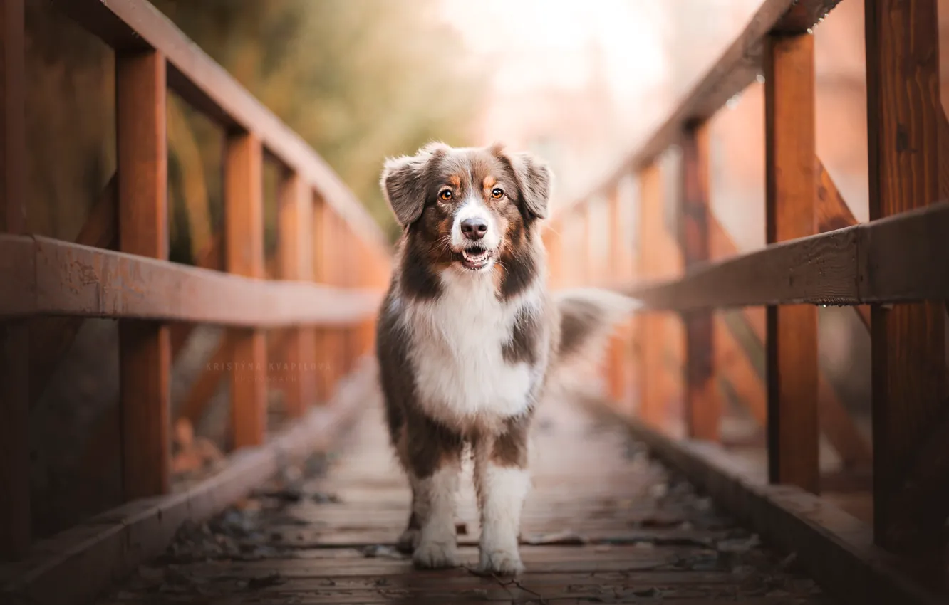 Фото обои мост, собака, by KristynaKvapilova