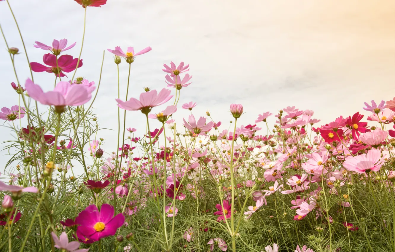 Фото обои поле, лето, небо, цветы, summer, розовые, field, pink
