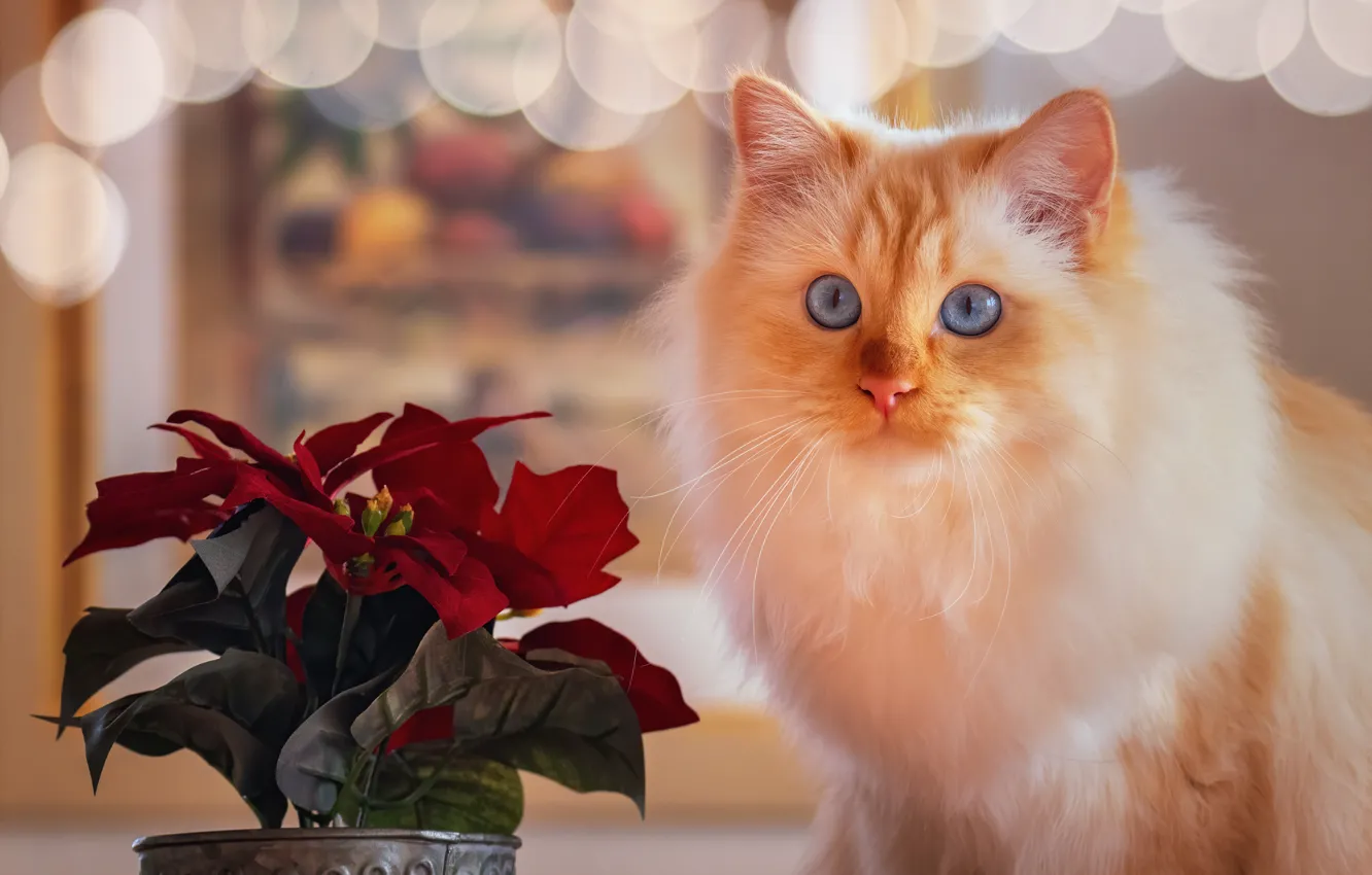 Фото обои кошка, цветок, блики, портрет, мордочка, голубые глаза, пушистая, пуансеттия