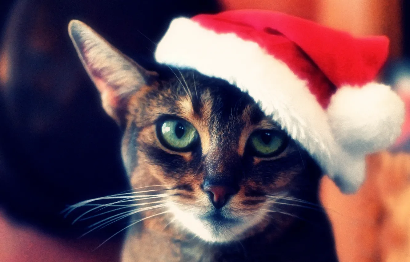 Фото обои кот, морда, шапка, красная, полосатый, новогодняя