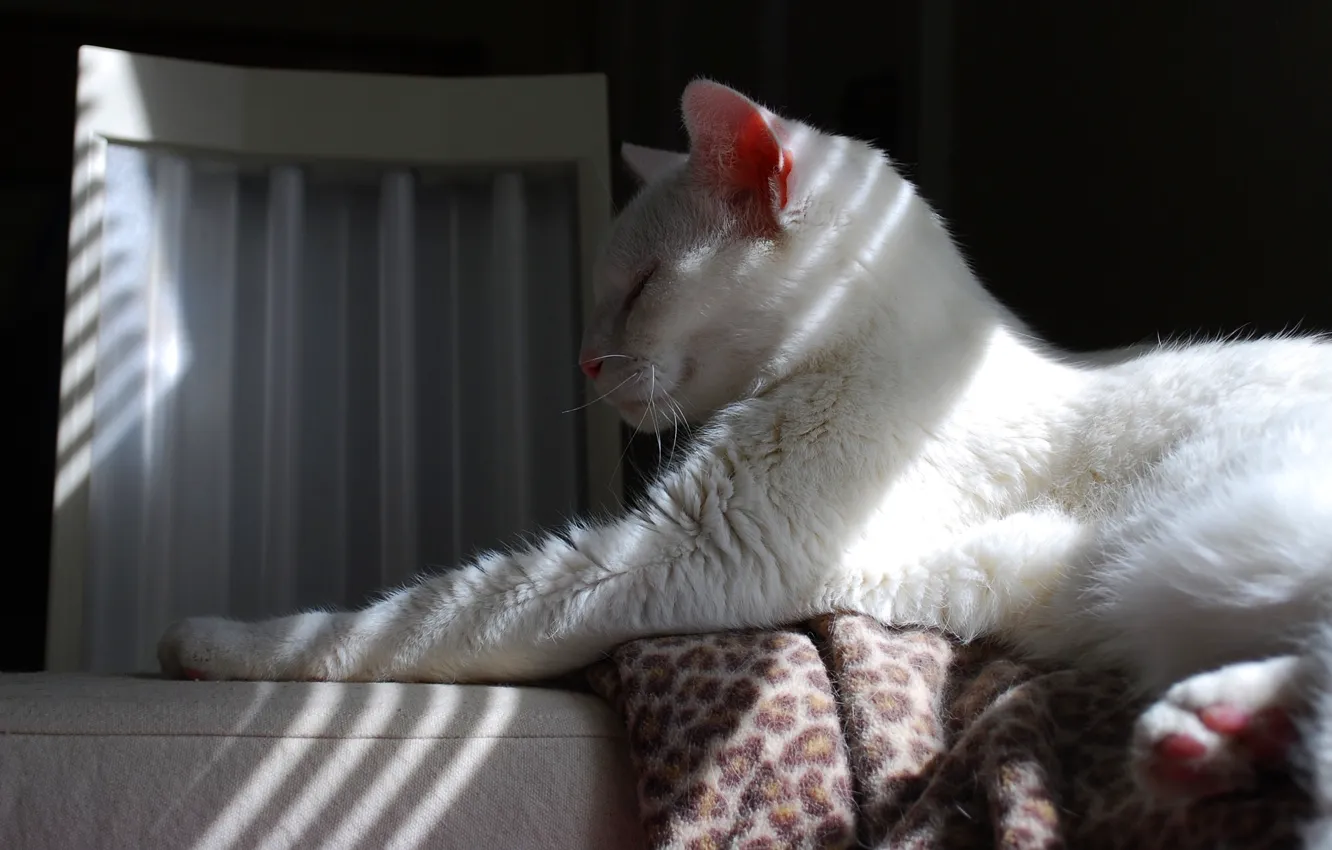 Фото обои кошка, белый, кот, морда, свет, отдых, лапа, сон