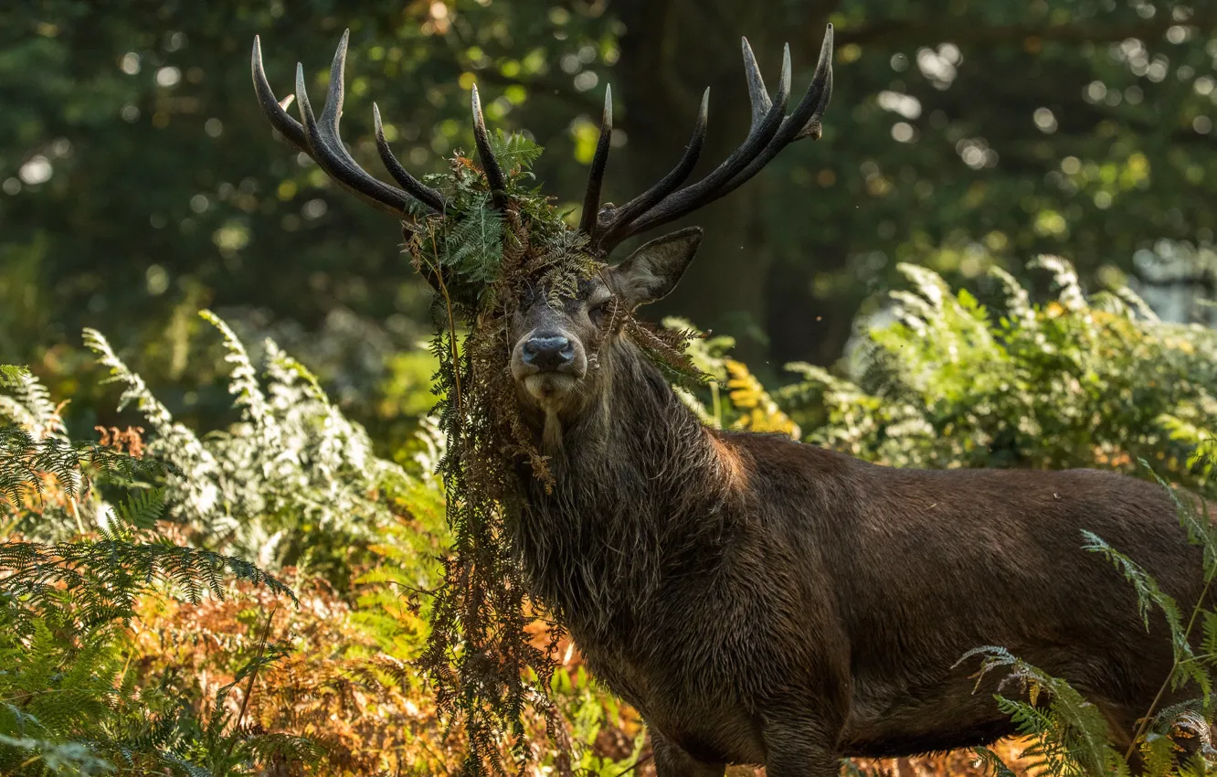 Фото обои олень, forest, look, deer, fern