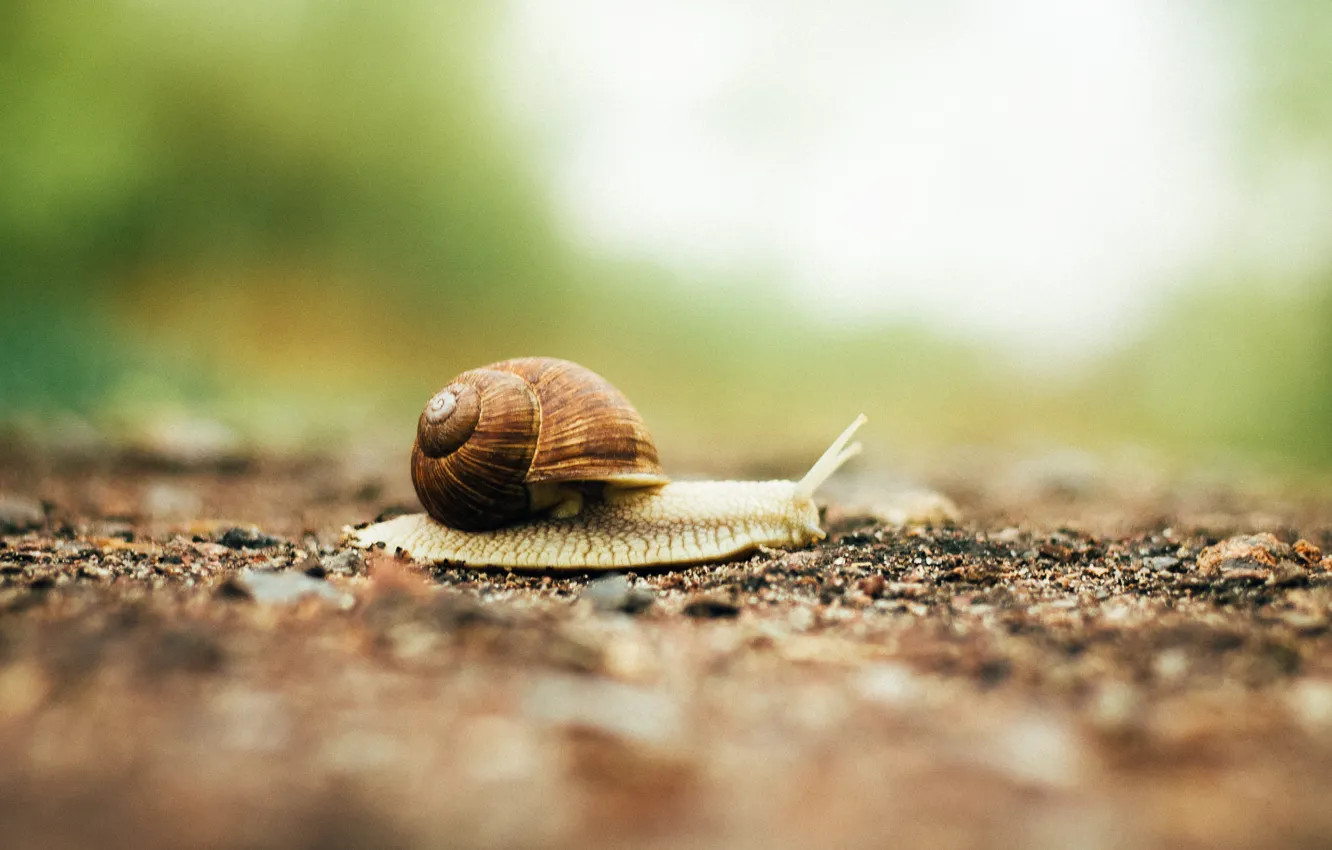 Фото обои дорога, макро, путь, движение, моллюск, улитка, snail