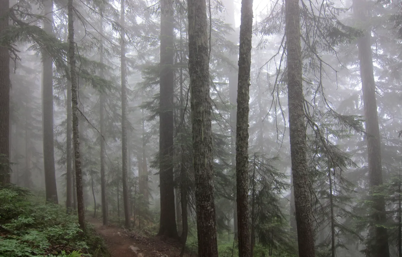 Фото обои лес, деревья, природа, туман, США, тропинка, Pacific Crest Trail