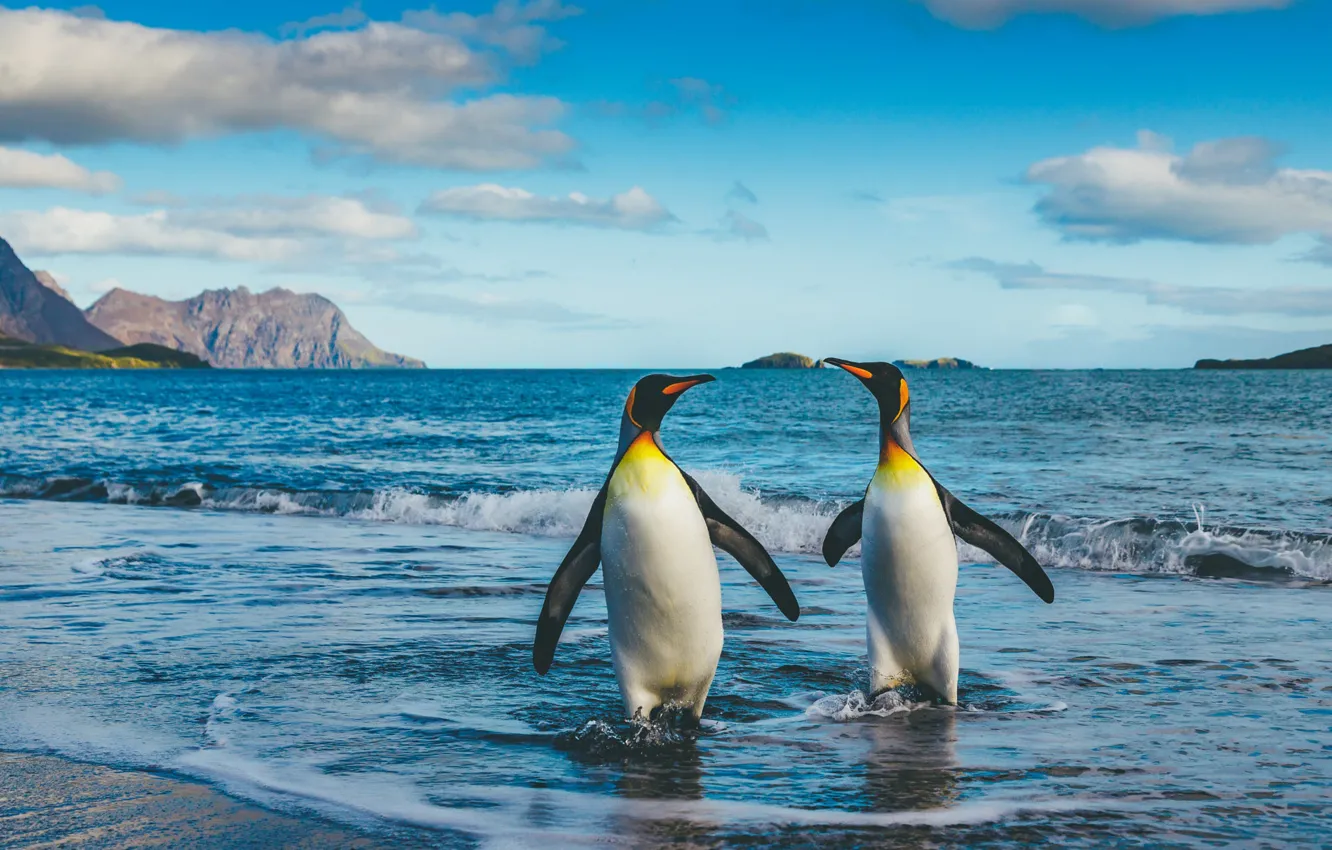 Фото обои море, птицы, пингвины, пара, два