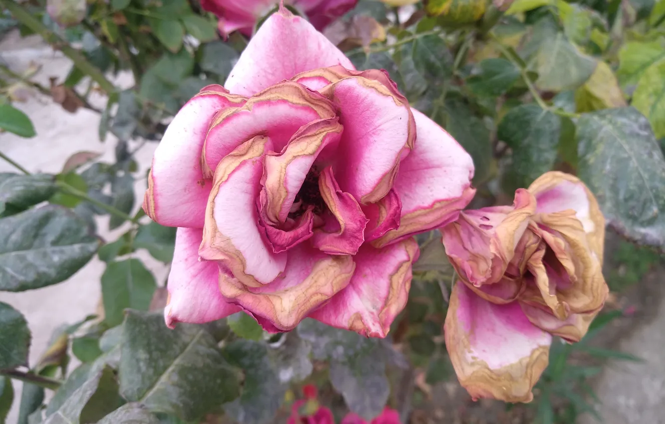 Фото обои Розы, Roses, Pink roses, Розовые розы