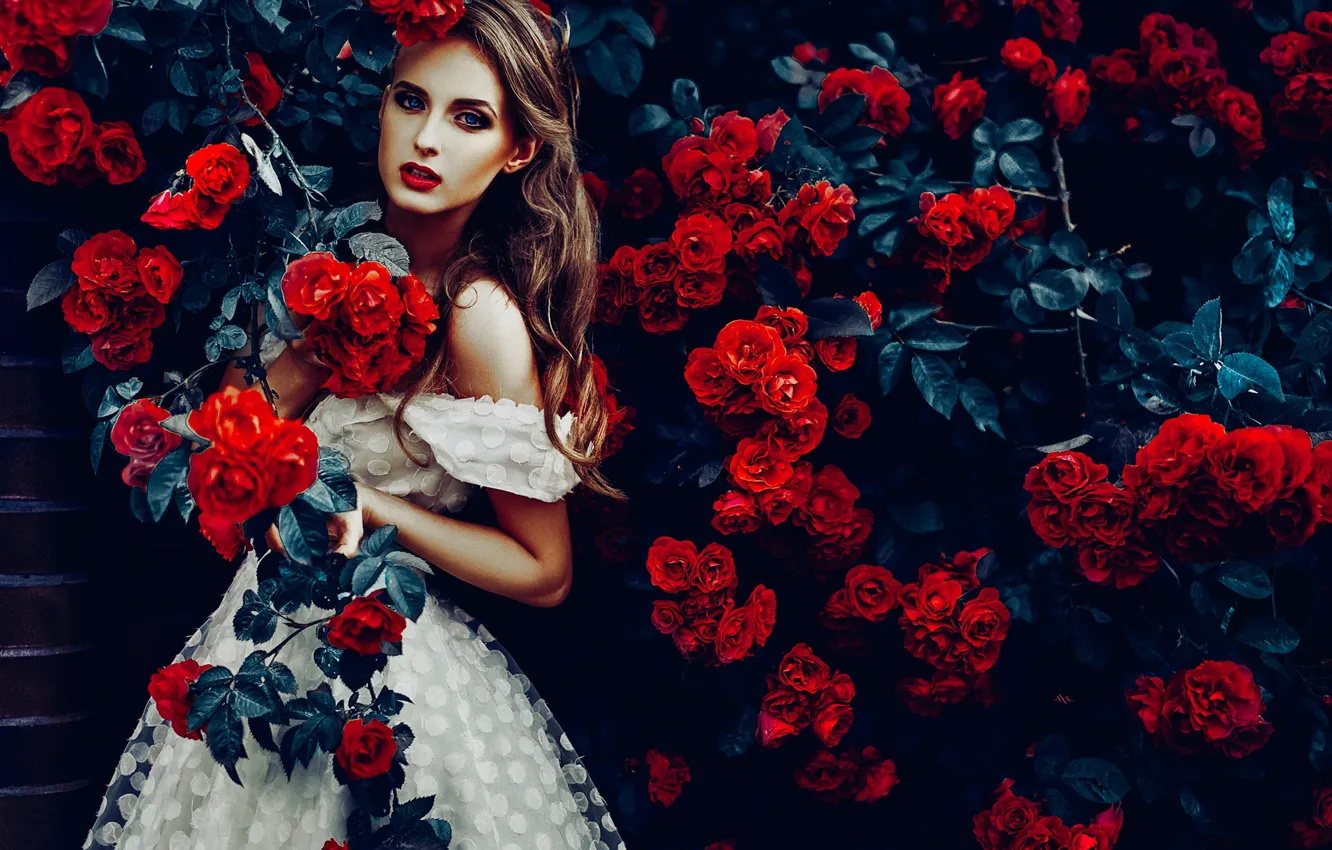Фото обои девушка, цветы, розы, платье, розовый куст, Руслан Болгов
