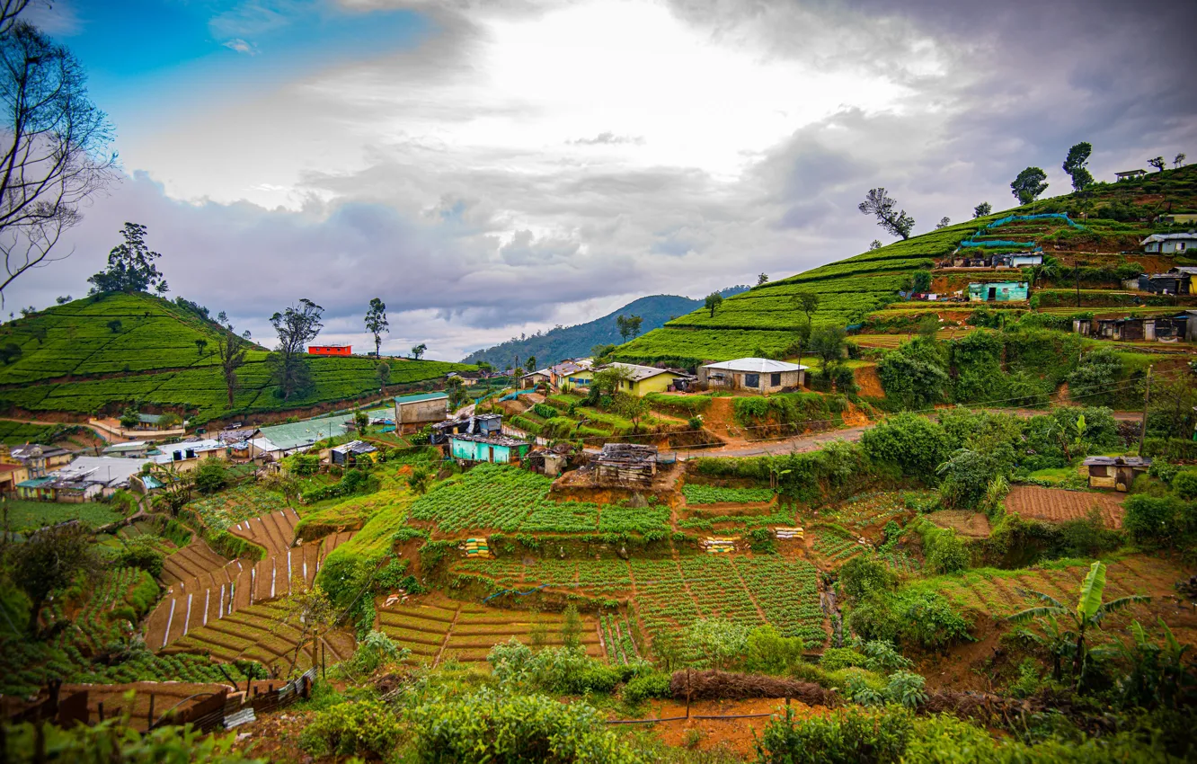 Фото обои горы, склоны, домики, Шри-Ланка, Nuwara Eliya