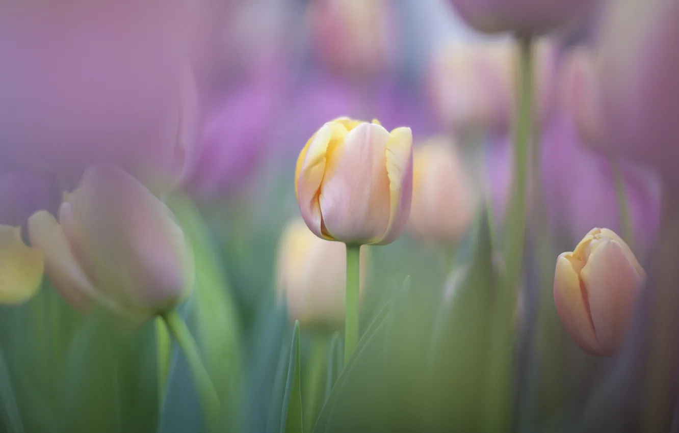 Фото обои тюльпаны, нежно, tulips