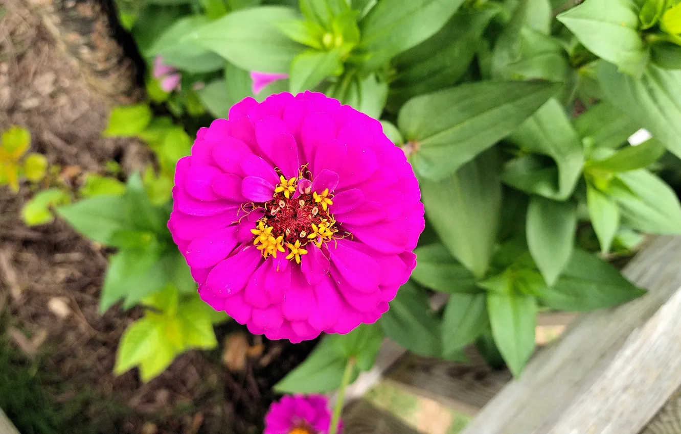 Фото обои flowers, zinnia, Fred Fletcher Park, Jim Perry