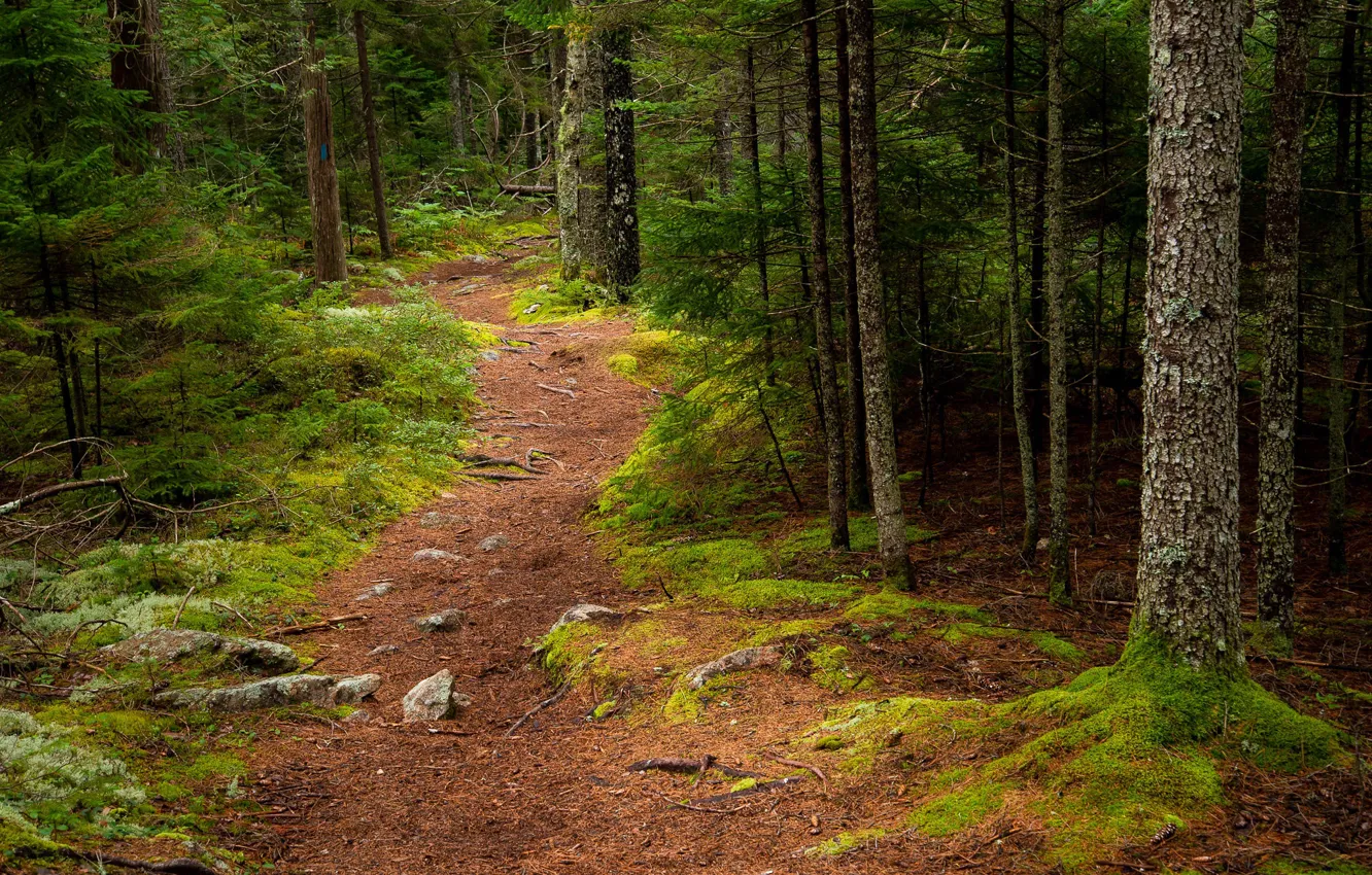 Фото обои лес, деревья, тропинка, Maine, Мэн, Acadia National Park, Национальный парк Акадия