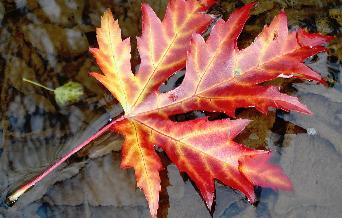 Фото обои Лист, Осень, Autumn, Leaves