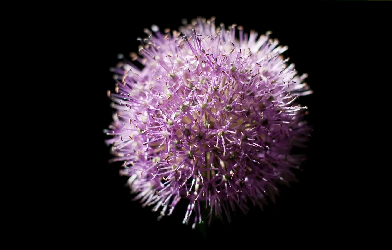 Фото обои фиолетовый, макро, лук, цвето