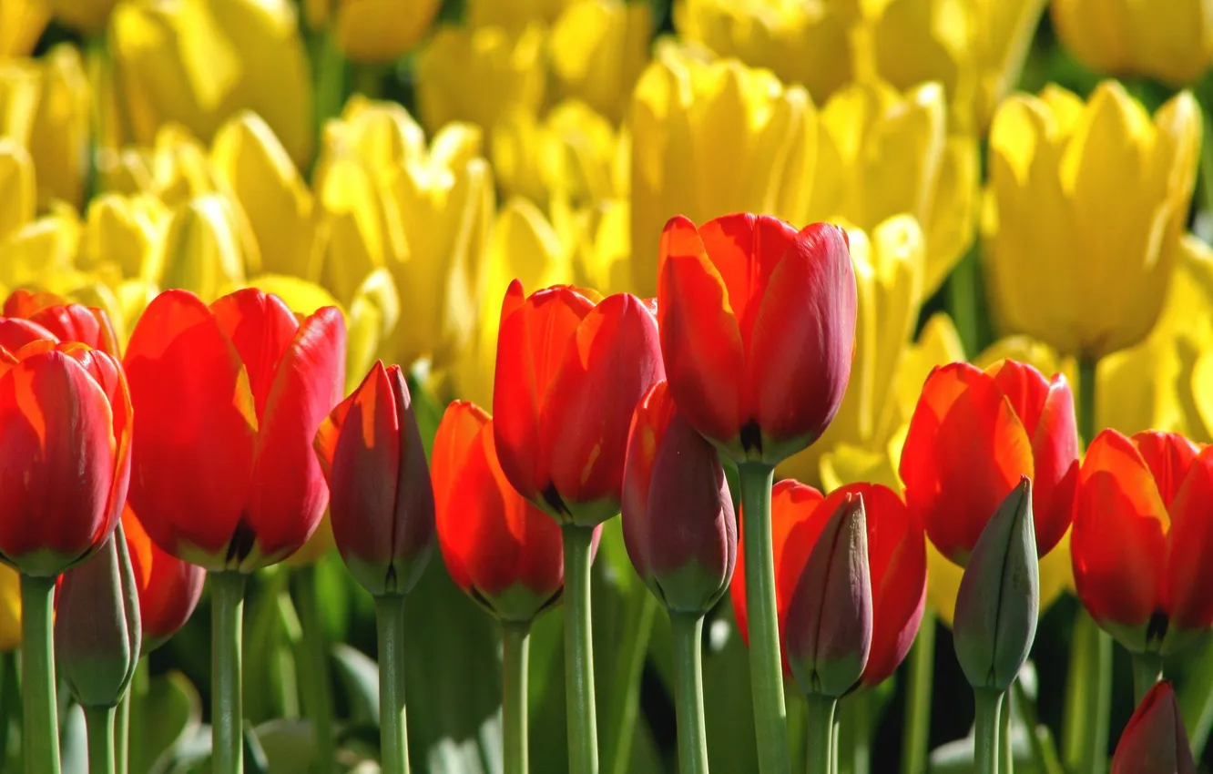 Фото обои желтый, красный, тюльпаны