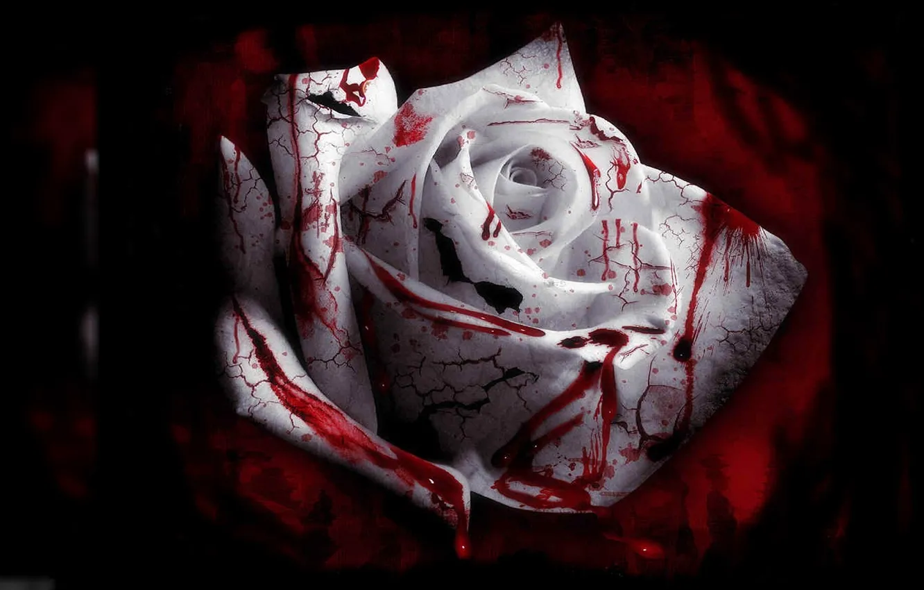 Фото обои кровь, роза, blood roses