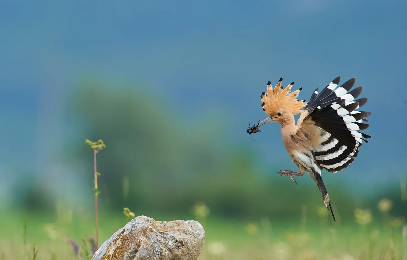 Фото обои природа, птица, камень, жук, полёт, удод, Ботев Калин