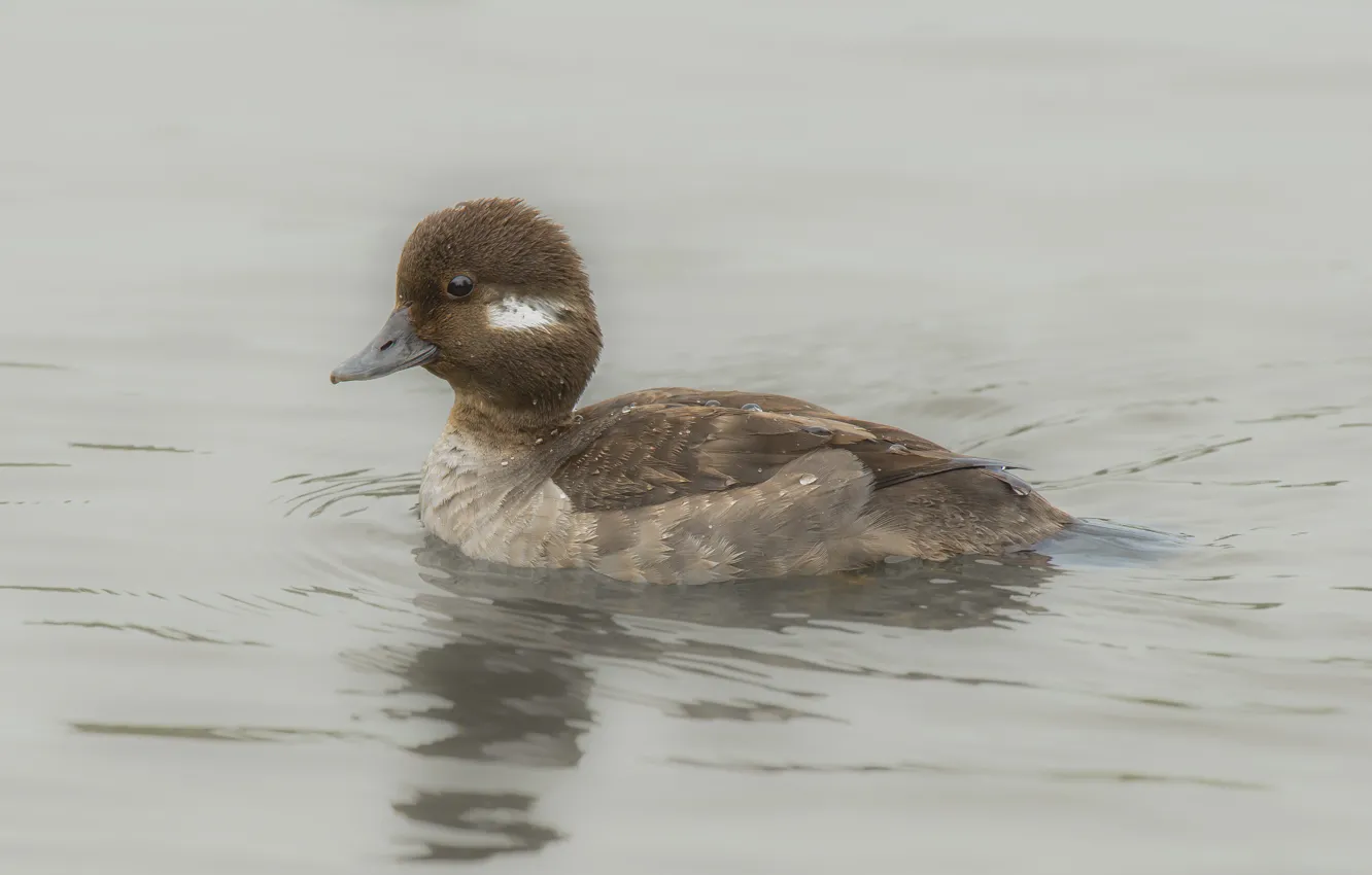 Фото обои lake, eye, bufflehead