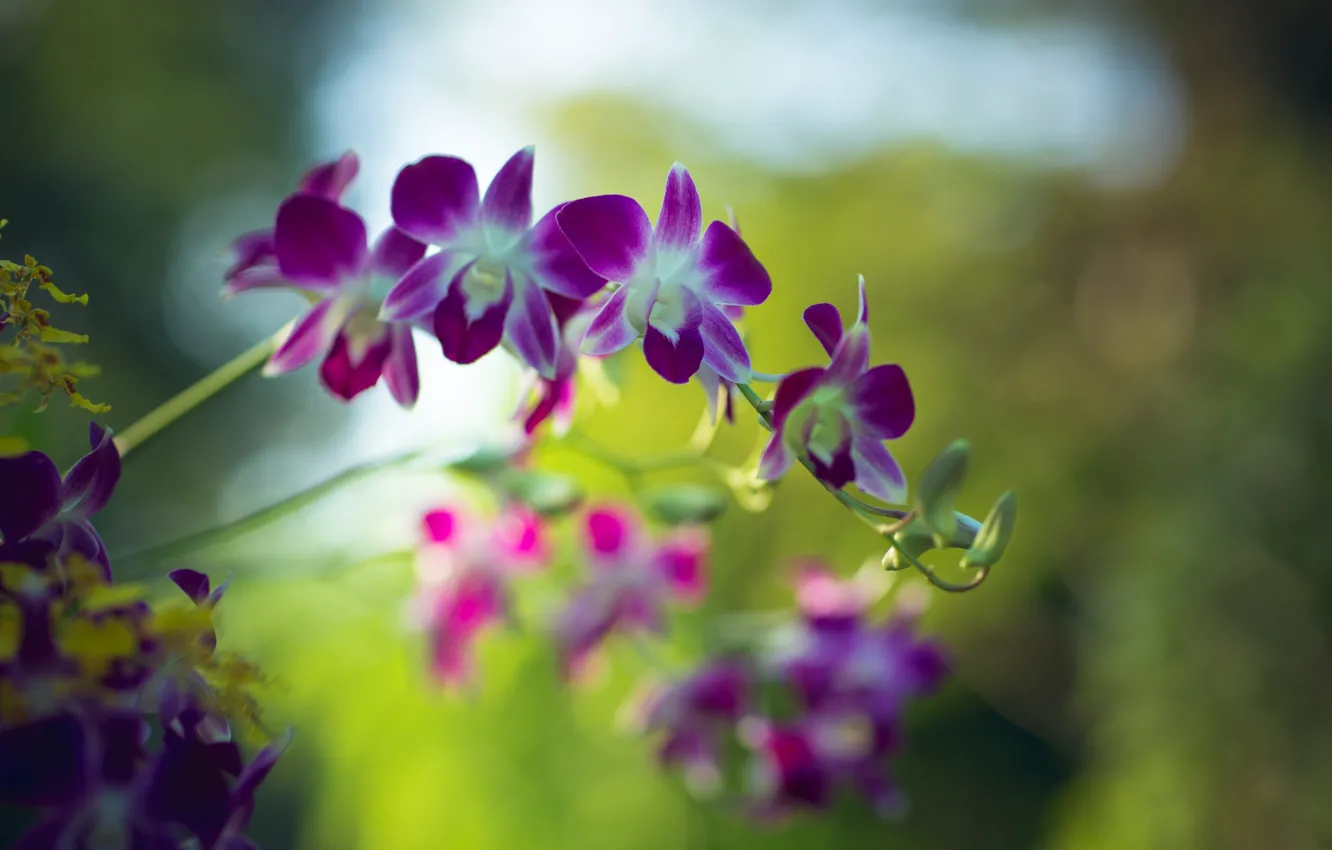 Фото обои лепестки, орхидея, дендробиум