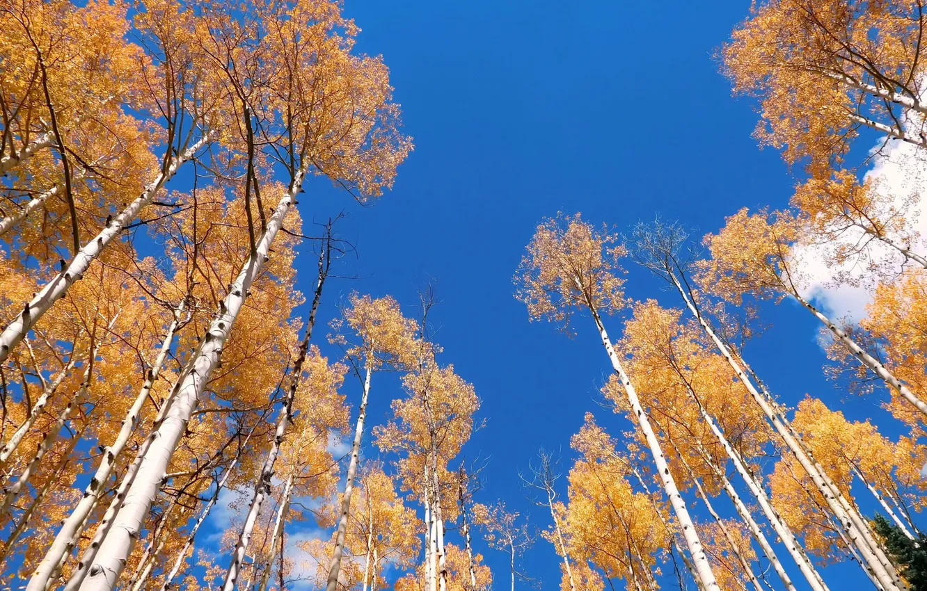 Фото обои осень, небо, деревья